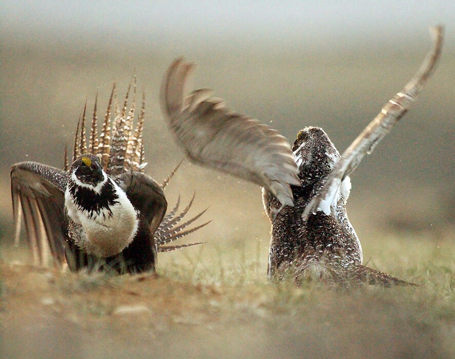 (File photo — Jerret Raffety/Rawlins Daily Times, File) Male sage grouses fight for the attention of female southwest of Rawlins, Wyo. The Interior Department announced Thursday it plans to reverse restrictions on up to 10 million acres originally intended to protect the bird — including 231,000 acres in Utah.