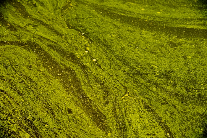 (Rick Egan  |  The Salt Lake Tribune)    Water experts are urging visitors to keep themselves, their pets and other animals out of parts of Utah Lake, after detecting a potentially toxic blue-green algal bloom in Provo Bay. Tuesday, June 12, 2018.


