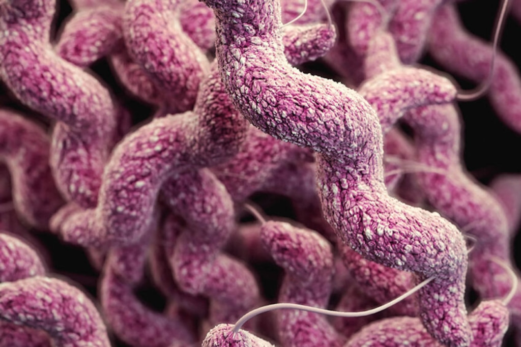 (U.S. Centers for Disease Control and Prevention) A microscopic view of the Campylobacter jejuni bacteria. Officials in Utah reported on Oct. 25, 2023, that 14 people were sickened by this bacteria — all cases traced to a raw-milk dairy in West Jordan.