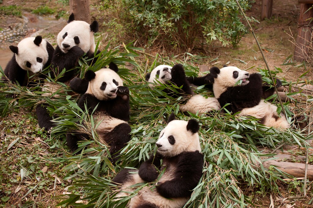 This image released by Warner Bros. Pictures shows giant pandas in a scene from the IMAX documentary "Pandas." The film, from David Douglas and Drew Fellman, takes audiences to the Chengdu Research Base For Giant Panda Breeding in China, where scientists are working toward a goal of releasing captive-born pandas into the wild, where only about 2,000 remaining pandas live. (Drew Fellman/Warner Bros. Pictures via AP)