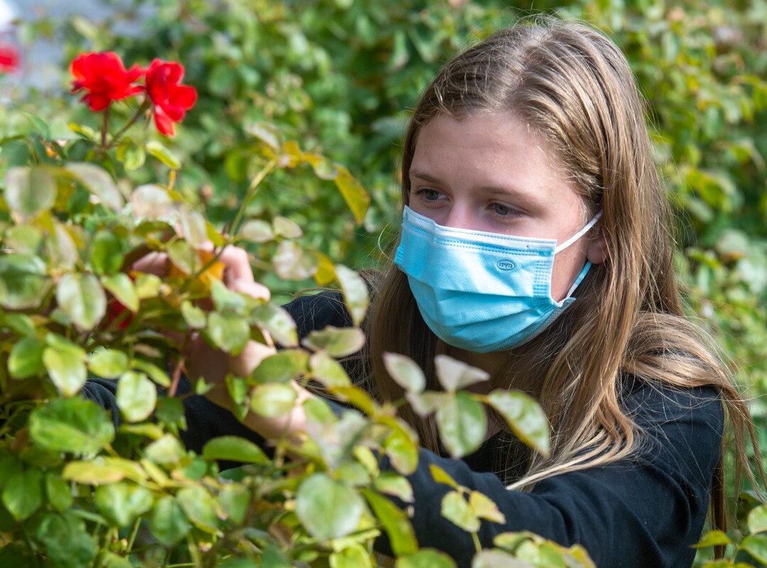 (Rick Egan  |  The Salt Lake Tribune)     Raquel Schiess, from Bountiful, checks out a rose on the property of an old drug store on 200 South in Salt Lake, on Friday, Oct. 23, 2020.