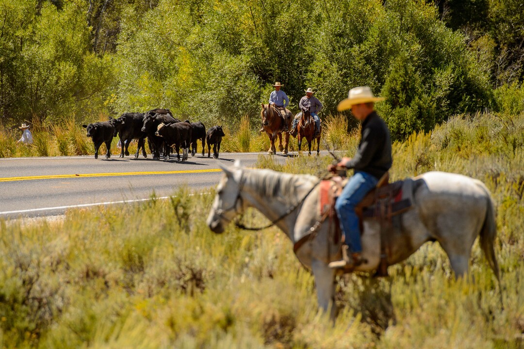 (Trent Nelson  |  The Salt Lake Tribune)  Ranchers plan to move 1,200 head of cattle through Logan Canyon this week, including this group on Tuesday Aug. 27, 2019.
