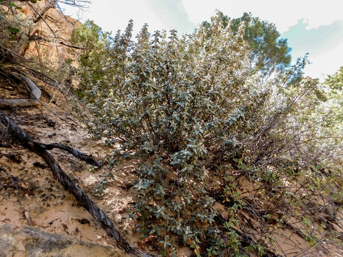 Erin Alberty  |  The Salt Lake TribuneA Roundleaf Buffaloberry spills its rubbery foliage over a slope Oct. 4, 2015 in Surprise Canyon at Capitol Reef National Park.