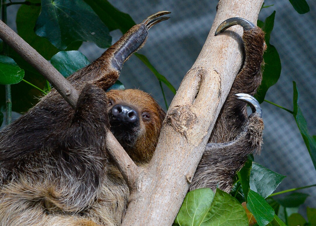 (Francisco Kjolseth  |  The Salt Lake Tribune)  The Loveland Living Planet Aquarium has acquired a couple of two-toed sloths that will be unveiled to the public on Friday. With the aid of two claws for their front legs and three for the back legs a female sloths readjusts from a mid day slumber. They've been adjusting to the sights and sounds of the aquarium for the last couple of weeks after being rescued from the South American country of Guyana due to habitat deforestation.