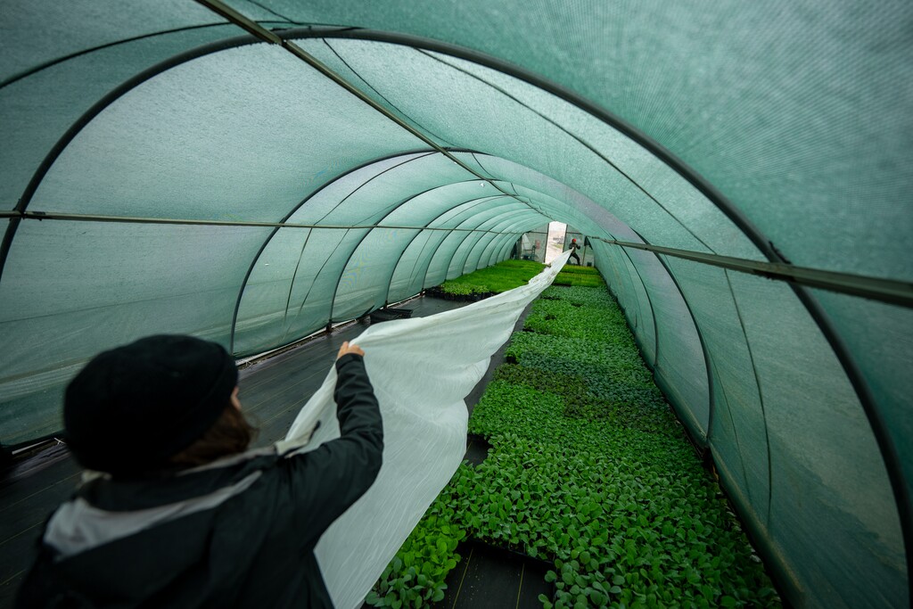 (Trent Nelson  |  The Salt Lake Tribune) Kim Walsh-Clark and Charlie Clark lay down frost cloth to protect plants at Lambert Growers in West Valley City on Thursday, April 2, 2026.