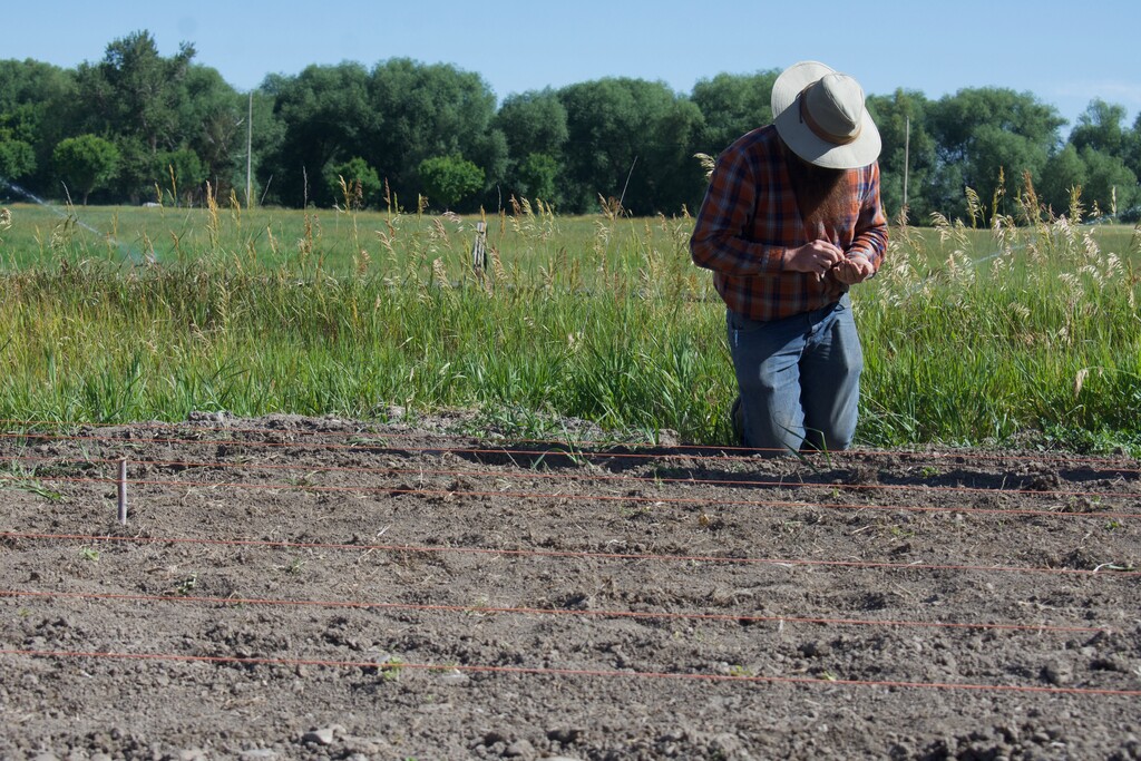 (Clarissa Casper | The Salt Lake Tribune) Sterling Brinkerhoff plant beans at a new plot on Stokes Nature Center’s Nibley property, where an Indigenous garden featuring native plants is being established.