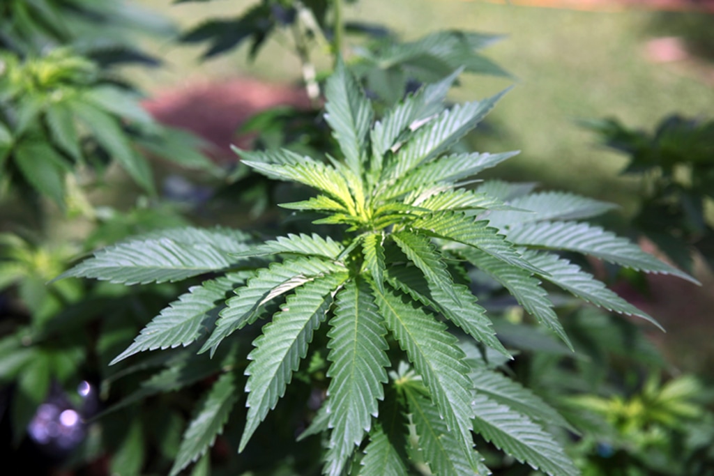 (Marina Riker | Associated Press file photo)  This Feb. 17, 2016 file photo shows marijuana plants at a home in Honolulu.