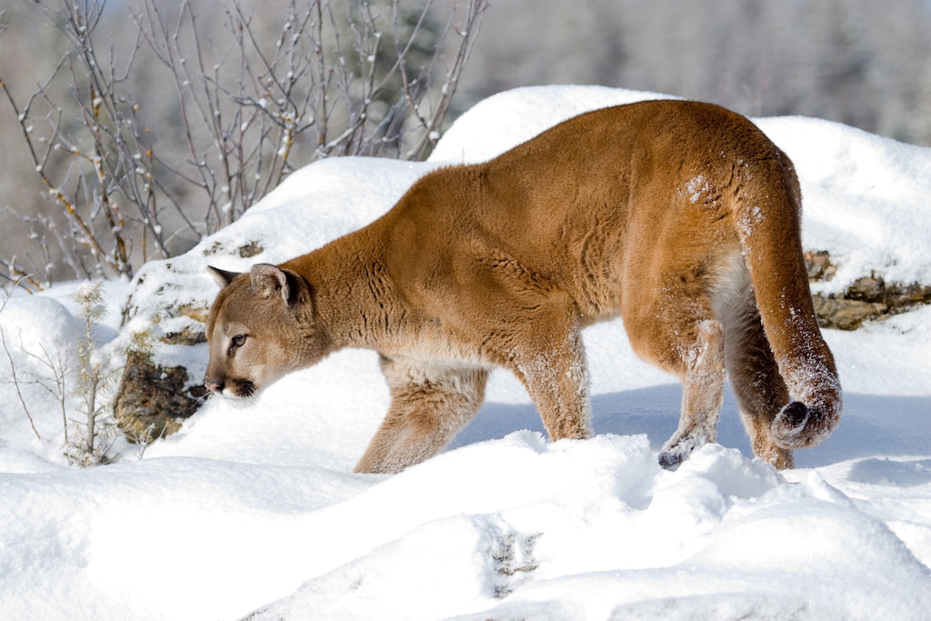 (Lynn Chamberlain | Utah Division of Wildlife Resources) HB469 proposes any licensed hunter can shoot or trap cougars year round, marking a radical shift in Utah's management of the elusive predator.