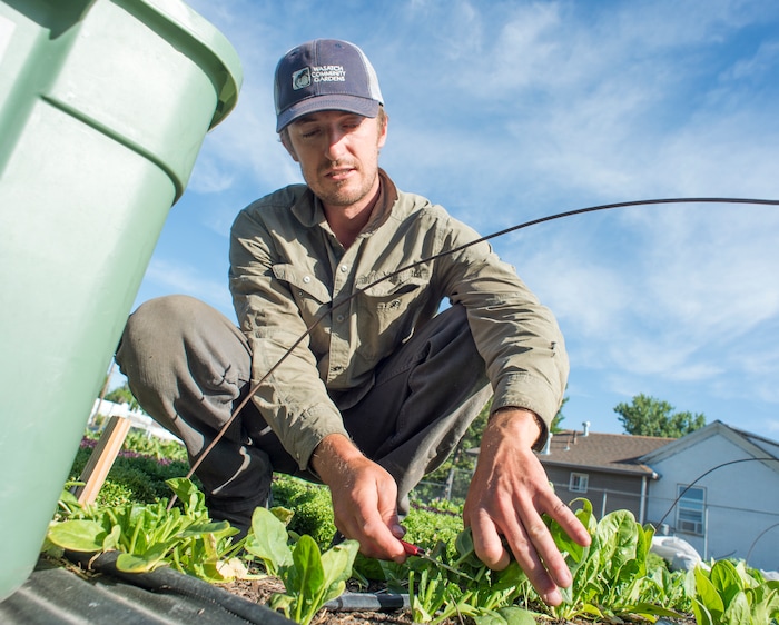 (Rick Egan  |  The Salt Lake Tribune)      Elliot Musgrove harvest spinach, at  Top Crops urban farm in Salt Lake City, Tuesday, June 5, 2018.


