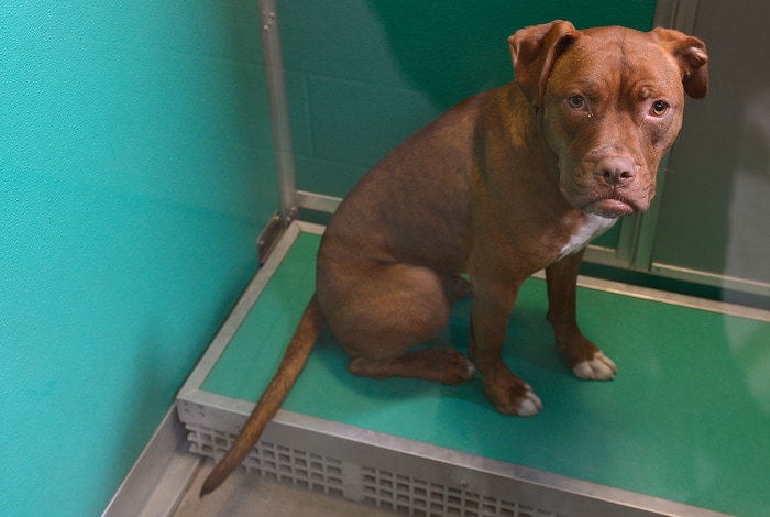 (Leah Hogsten  |  The Salt Lake Tribune) Opie's face belies his inner excitement during the Humane Society's weeklong adoption event, Clear the Shelters, Saturday, August 19, 2017, a nationwide drive to adopt out cats and dogs.