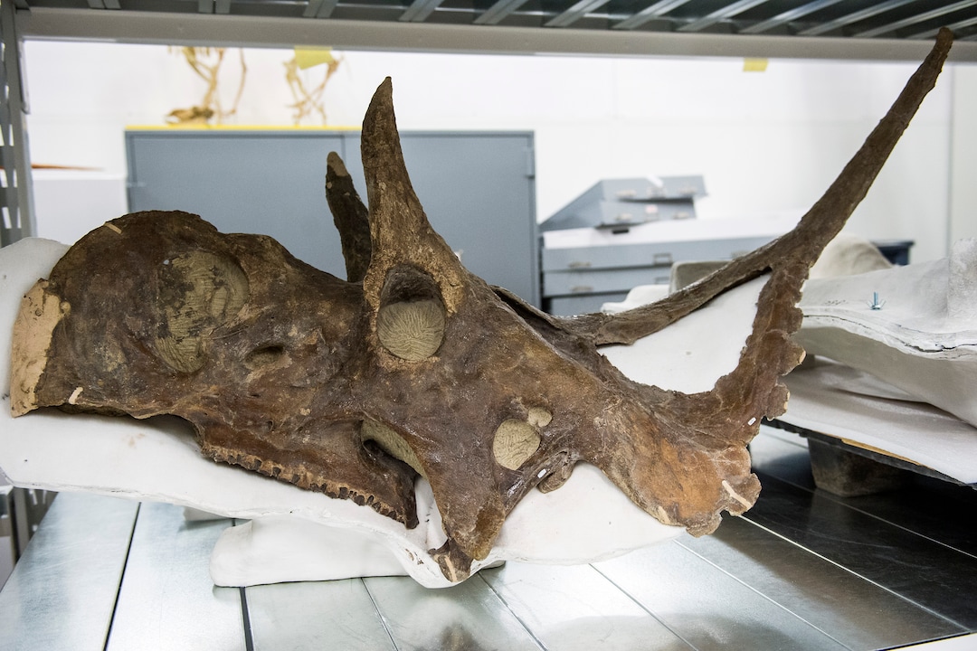 (Chris Detrick  |  The Salt Lake Tribune)  A Diabloceratops eatoni skull discovered in the Grand Staircase-Escalante National Monument at the Natural History Museum of Utah.