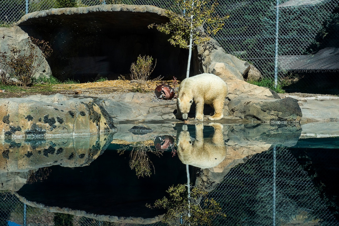 (Chris Detrick  |  The Salt Lake Tribune) Polar Bear Nora at Utah's Hogle Zoo Tuesday, October 10, 2017.