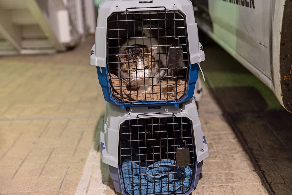 (Best Friends Animal Society) More than 30 cats and dogs were transported to a Utah sanctuary to make room at Kanab's Best Friends Animal Society for pets displaced from Los Angeles fires. Roughly 40 more animals were expected to arrive in Utah on Saturday.