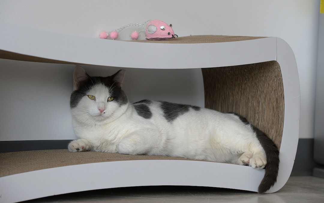 (Scott Sommerdorf   |  The Salt Lake Tribune)   A cat lounges inside a piece of furniture at Tinker’s Cat Cafe on 900 South in Salt Lake City on Thursday, Nov. 2, 2017.