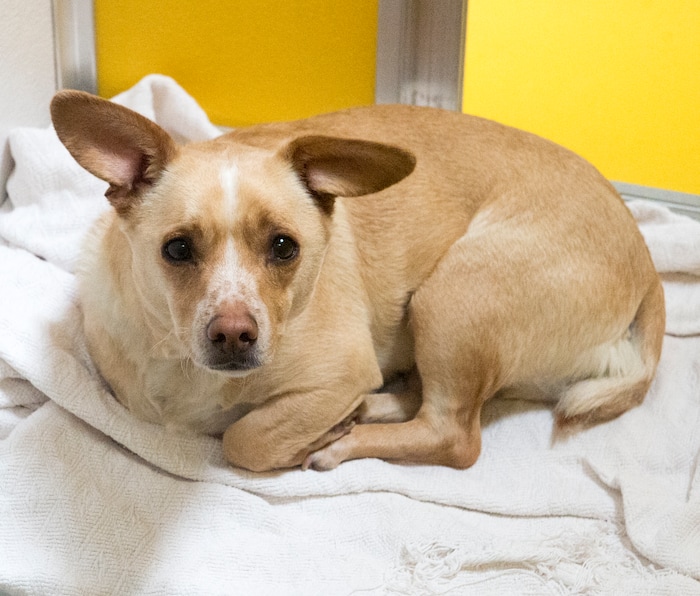 (Rick Egan  |  The Salt Lake Tribune)   A  chihuahua mix named Calvin waits to be adopted, at the Humane Society of Utah, in Murray, Friday, April 27, 2018.