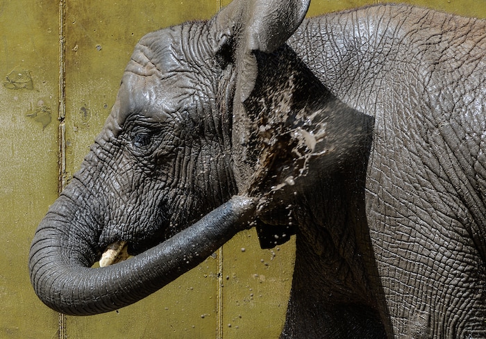 (Francisco Kjolseth  |  The Salt Lake Tribune)  A report came out on Monday, May 6, 2019, that says one million different species are in imminent danger of extinction, several of which are represented at Hogle Zoo like Zuri, the baby African Elephant.
