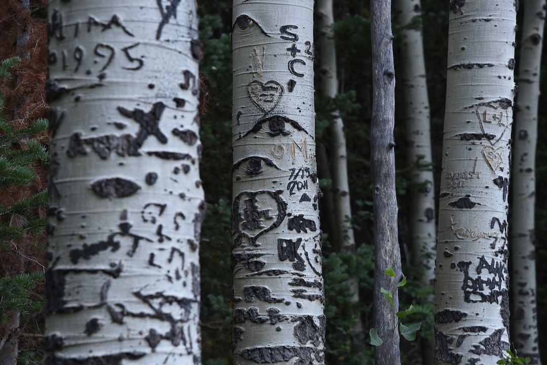 (Francisco Kjolseth  |  The Salt Lake Tribune)  Trees are carved extensively along the popular Donut Falls trail on Friday, Aug. 31, 2018, in Big Cottonwood Canyon which draws regular crowds.