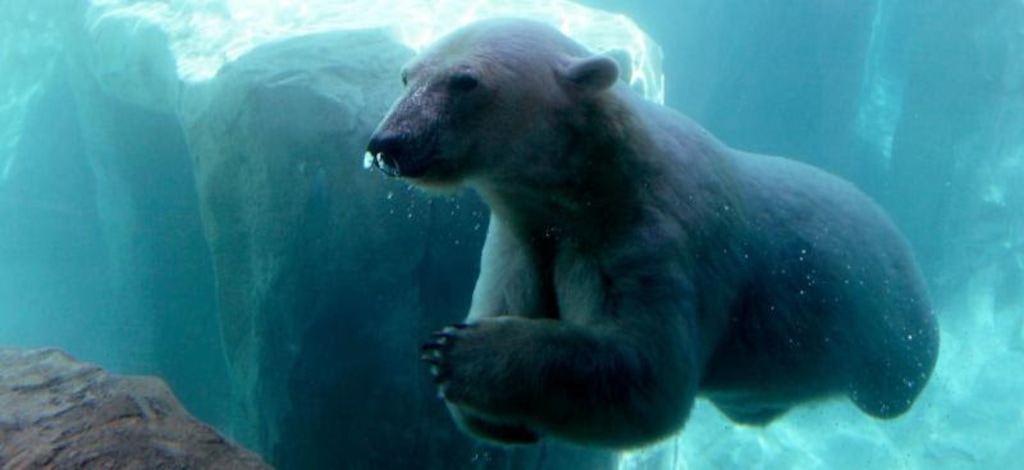 Hogle Zoo says goodbye to beloved polar bear Rizzo