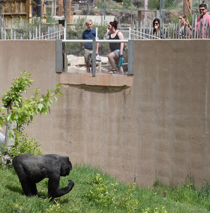 (Francisco Kjolseth  |  The Salt Lake Tribune)  A report came out on Monday, May 6, 2019, that says one million different species are in imminent danger of extinction several of which are represented at Hogle Zoo like the Western Lowland Gorilla.