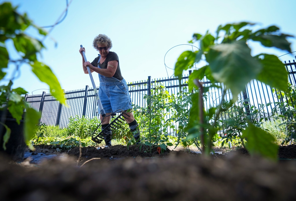 (Bethany Baker | The Salt Lake Tribune) Shannon Russell, a Wasatch Community Gardens Green Team graduate, works at her job in the garden at Palmer Court in Salt Lake City on Friday, June 28, 2024.