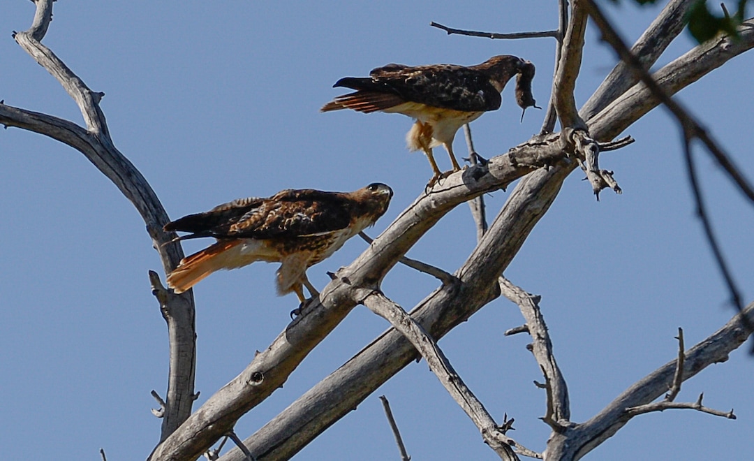 (Francisco Kjolseth  |  The Salt Lake Tribune)  Red-tailed hawks feed on small rodents in an industrial area of  Salt Lake City.