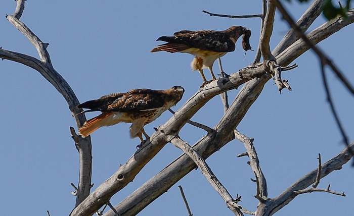(Francisco Kjolseth | The Salt Lake Tribune) Red-tailed hawks feed on small rodents in an industrial area of Salt Lake City.