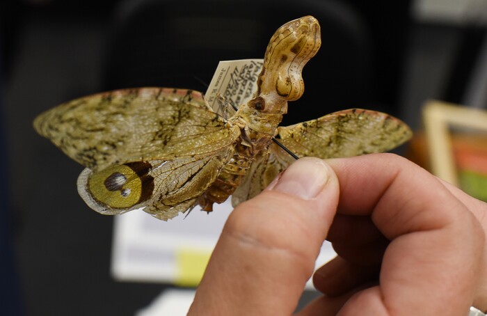 (Francisco Kjolseth  |  The Salt Lake Tribune)  The unique features of a Peanut Head bug are explained by Invertebrates Collections Manager Christy Bills. Numerous specimens will be part of the display this weekend at the Natural History Museum of Utah at the Rio Tinto Center for a Behind the Scenes look at the objects held in stewardship for the people of Utah. The public is invited to meet the scientists who build the collections and learn about current research and get an insiders view of the museum. 
