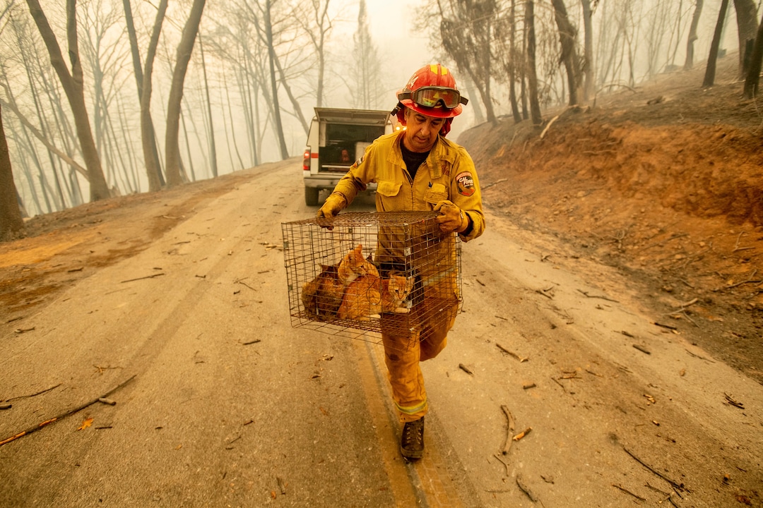 Capt. Steve Millosovich carries a cage of cats while battling the Camp Fire in Big Bend, Calif., on Friday, Nov. 9, 2018. Millosovich said the cage fell from the bed of a pick-up truck as an evacuee drove to safety. (AP Photo/Noah Berger)