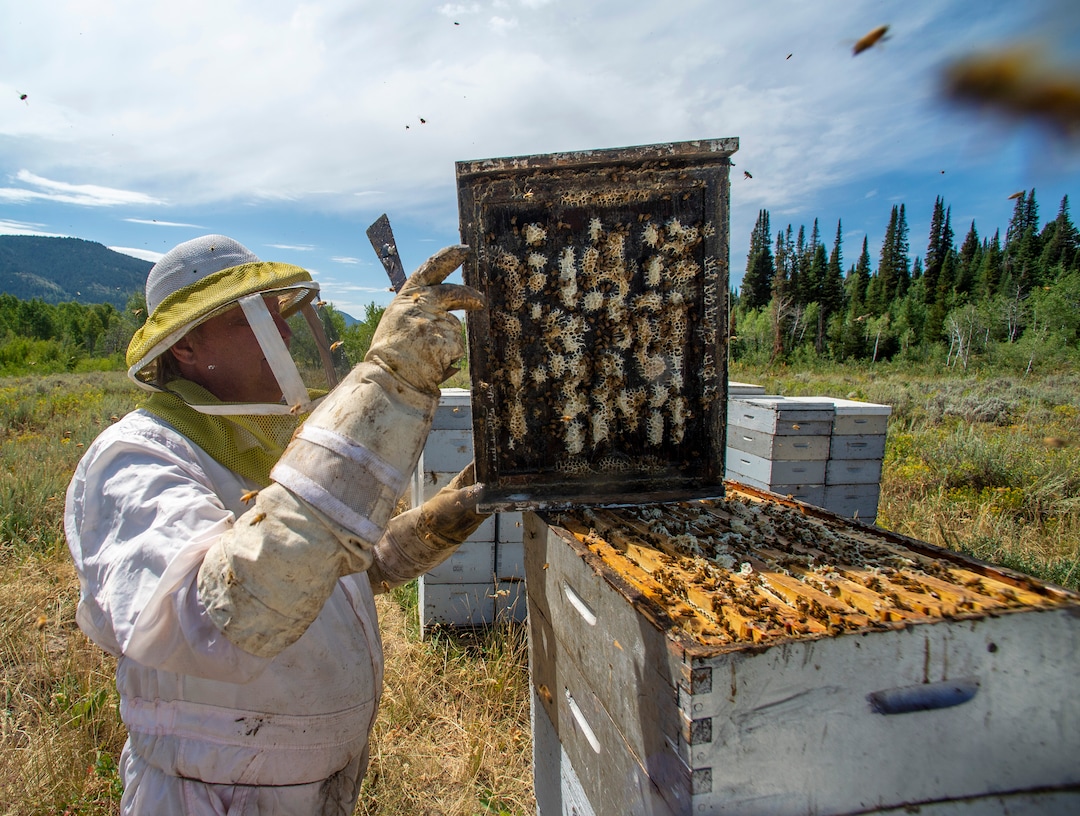 (Rick Egan  |  The Salt Lake Tribune)     Bee Keeper Darren Cox, checks out his hives in Logan Canyon, in the Cache National Forest where he stores hundreds of hives in the summer, on Tuesday, Aug. 11, 2020.