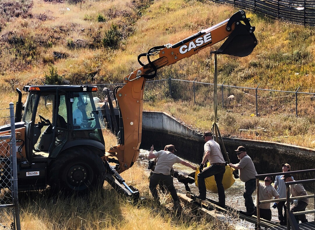 (Rick Egan  |  The Salt Lake Tribune)   Workers from Utah Division of Wildlife Resources and Mountain Dell Golf Course, rescue a moose that got stranded in the Lambs Creek diversion pond near Mountain Dell golf course, on Sunday, September 20, 2020. Sunday, Sept. 20, 2020.
