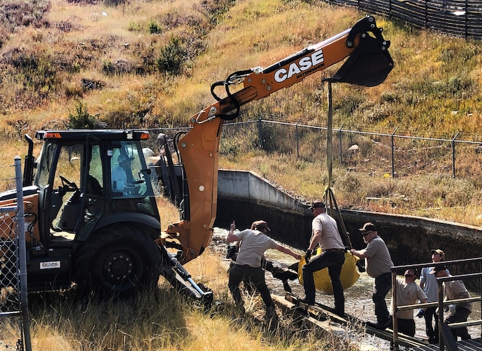 (Rick Egan  |  The Salt Lake Tribune)   Workers from Utah Division of Wildlife Resources and Mountain Dell Golf Course, rescue a moose that got stranded in the Lambs Creek diversion pond near Mountain Dell golf course, on Sunday, September 20, 2020. 
Sunday, Sept. 20, 2020.