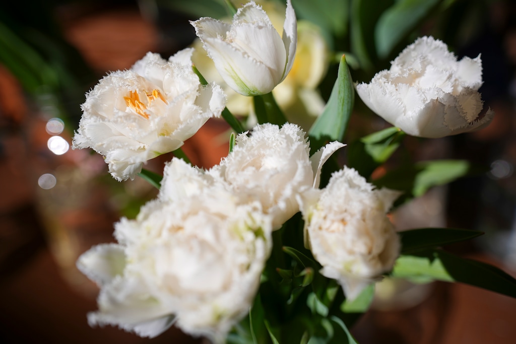 (Bethany Baker  |  The Salt Lake Tribune) Flowers at Utah Flower Market in Pleasant Grove on Wednesday, May 7, 2025.