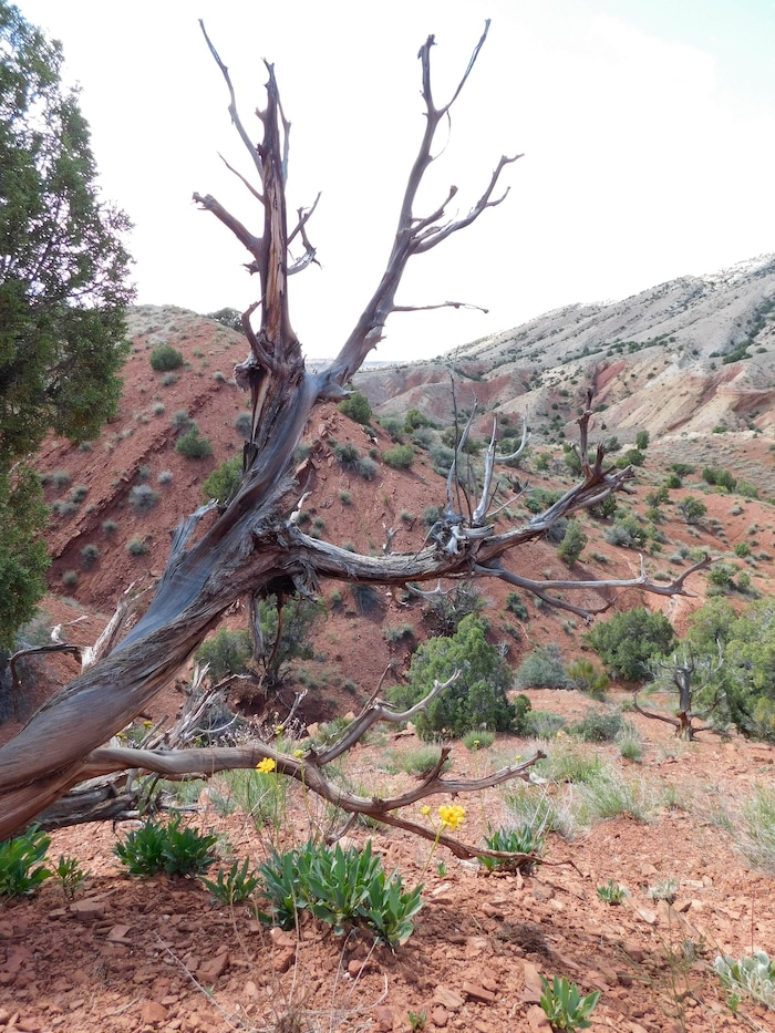 Erin Alberty  |  The Salt Lake TribuneDesert Voices is a family trail at Dinosaur National Monument. It is just over 2 miles long and shows off some of the monument's rocky scenery and desert plants and wildlife. May 27, 2017.