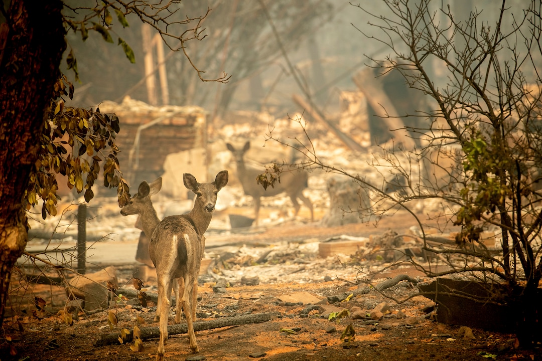 A deer walks past a destroyed home on Orrin Lane after the wildfire burned through Paradise, Calif., on Saturday, Nov. 10, 2018. Not much is left in Paradise after a ferocious wildfire roared through the Northern California town as residents fled and entire neighborhoods are leveled. (AP Photo/Noah Berger)