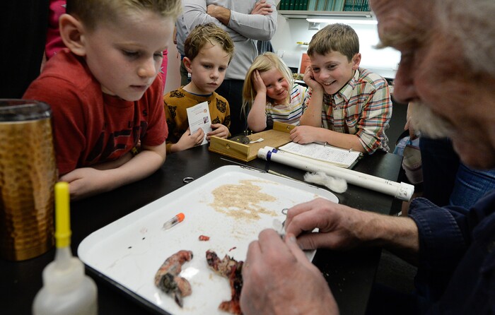 (Francisco Kjolseth  |  The Salt Lake Tribune)  Eric Rickart, Curator of Vertebrate Zoology at the Natural History Museum of Utah gets the kids attention by dissecting a water vole on Saturday, Nov. 16, 2019, during the annual Behind the Scenes that coincides this year with the museum's 50th anniversary. Young engaged viewers included Eli Bennion, Bradley Senekjian, and Katie and Charley Flynn, from left, as Rickart removed the liver. The event continues through Sunday.