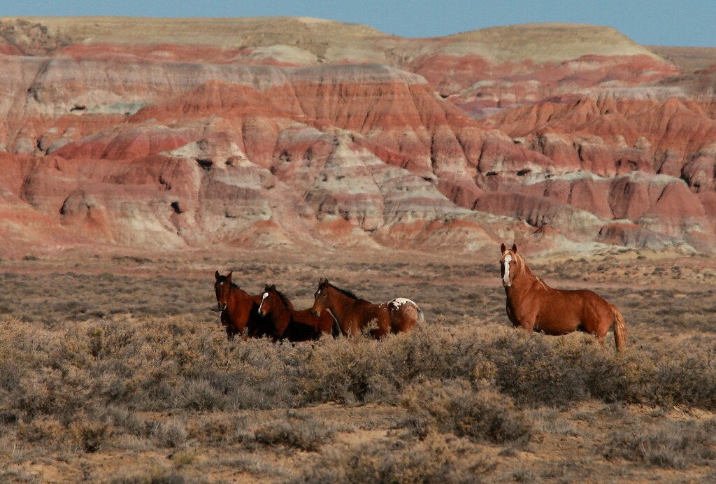 (Alan Rogers | The Casper Star-Tribune via AP, file) In this Oct. 21, 2013, file photo, wild horses roam the Jack Morrow Hills area of the Red Desert in remote Sweetwater County, Wyo. Federal land managers say it will take 20 years and cost more than $1 billion over the first six years alone to slash wild horse populations to sustainable levels necessary to protect U.S. range land.