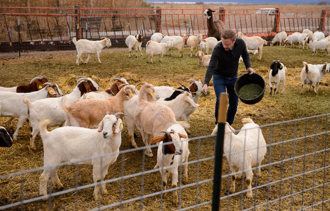 (Trent Nelson | The Salt Lake Tribune)
Tristan Horne feeds the goats at The East Africa Refugee Goat Project on Saturday March 24, 2018. During the 2018 kidding season, about 200 baby goats are expected to be born on the ranch, located west of the Salt Lake City Airport. Because of the high numbers, refugees need volunteers to help care for the herd.