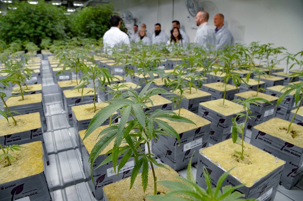 (Francisco Kjolseth  |  The Salt Lake Tribune) Since April 2021, Utah has not been testing cannabis for E.coli, salmonella and several types of molds that have been shown to cause illness, particularly among those with compromised immunity.
