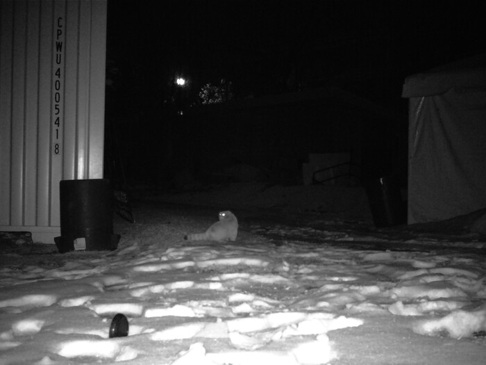 (Photo courtesy of Hogle Zoo) Mushu the Pallas' cat is caught on surveillance footage at Hogle Zoo after he escaped from his habitat area on Sunday, Jan. 28, 2018.