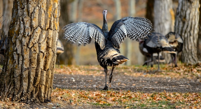 (Steve Griffin  |  The Salt Lake Tribune) Wild turkeys forage in the fall leaves outside of Ophir in Tooele County on Wednesday, Nov. 22, 2017.