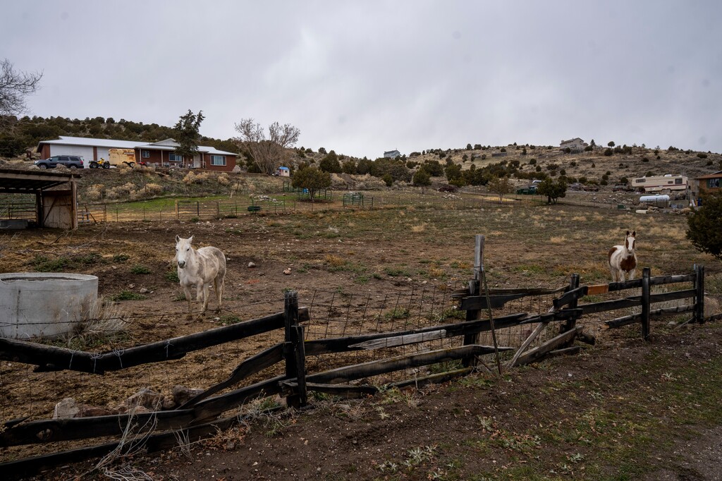 (Rick Egan | The Salt Lake Tribune) Horses roam property near Rose Canyon Road, southwest of Herriman, on Tuesday, Feb. 6, 2024.