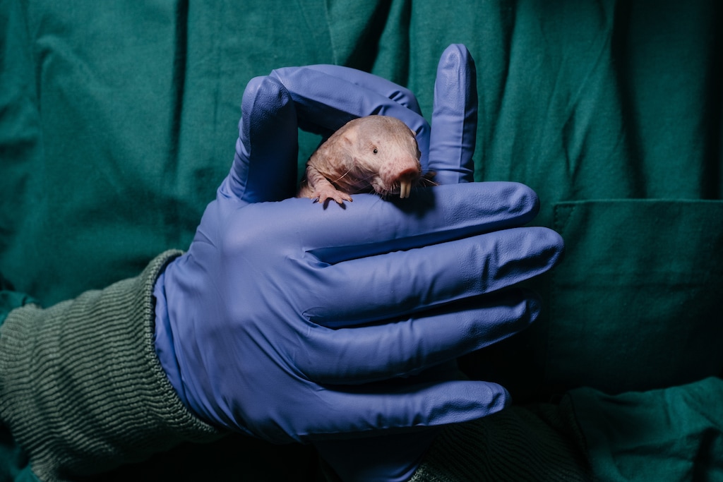 (Felix Schmitt | The New York Times) A naked mole rat used for research in Frankfurt, Germany, in 2022.