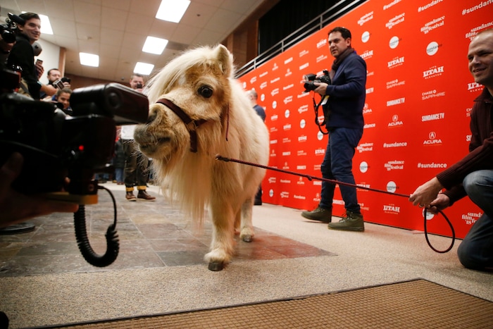 A miniature horse named Daisy, who appears in the film as a character named Butterscotch, poses at the premiere of "Damsel" during the 2018 Sundance Film Festival on Tuesday, Jan. 23, 2018, in Park City, Utah. (Photo by Danny Moloshok/Invision/AP)