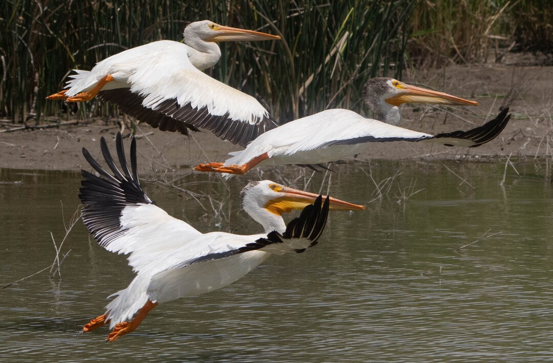 (Francisco Kjolseth | The Salt Lake Tribune) American white pelicans fly at Bear River Migratory Bird Refuge, a 74,000-acre nature reserve in the northern Great Salt Lake on Wednesday, June 23, 2021. Pelicans at the refuge have flown thousands of miles to get to the Great Salt Lake, where thousands of them will hatch chicks on Gunnison Island, one of the species’ largest breeding colonies.