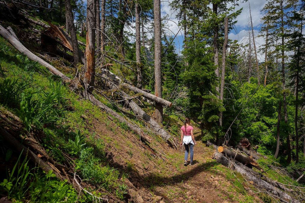 (Trent Nelson  |  The Salt Lake Tribune) The Pahneekahvets Trail at the Sundance Ski Resort on Friday, June 9, 2023.