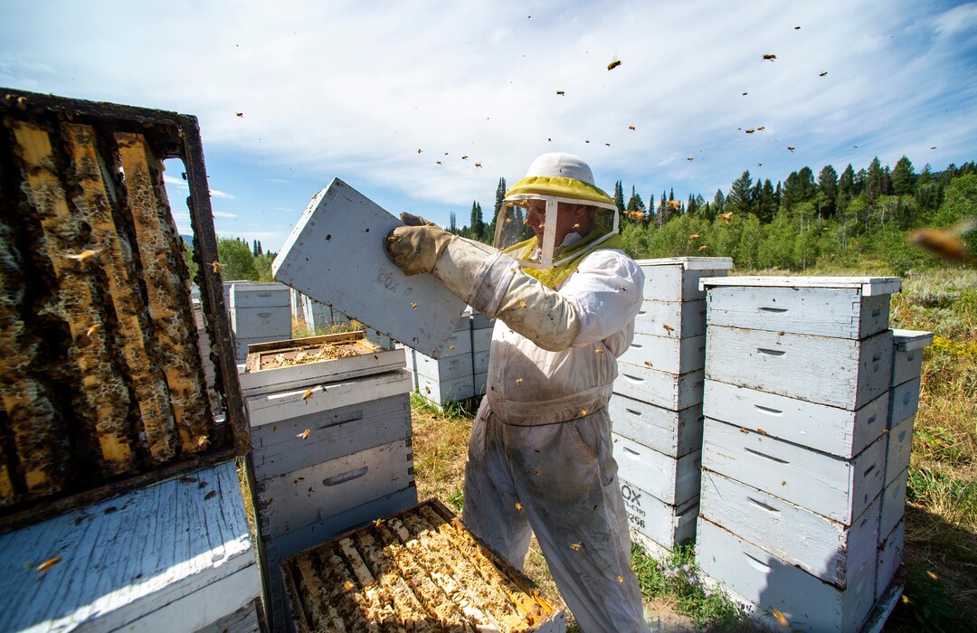 (Rick Egan  |  The Salt Lake Tribune)     Bee Keeper Darren Cox, inspects his hives in Logan Canyon, in the Cache National Forest where he stores hundreds of hives in the summer, on Tuesday, Aug. 11, 2020.