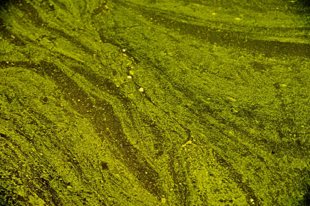 FILE - Health officials are warning visitors to keep themselves, their pets and other animals out of Utah Lake after detecting a potentially toxic blue-green algal blooms across the lake, as seen in this June12 file photo. Researchers and officials across the country say increasingly frequent toxic algae blooms are another bi-product of global warming. They point to looming questions about their effects on human health.(Rick Egan/The Salt Lake Tribune via AP, File)
