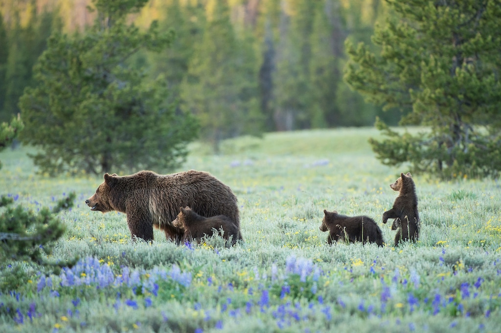 (Thomas D. Mangelsen) A grizzly bear known as 399 wanders with her cubs near Pilgrim Creek in Grand Teton National Park. One year after their removal from the endangered species list, grizzlies will be hunted in Wyoming for the first time in 44 years.