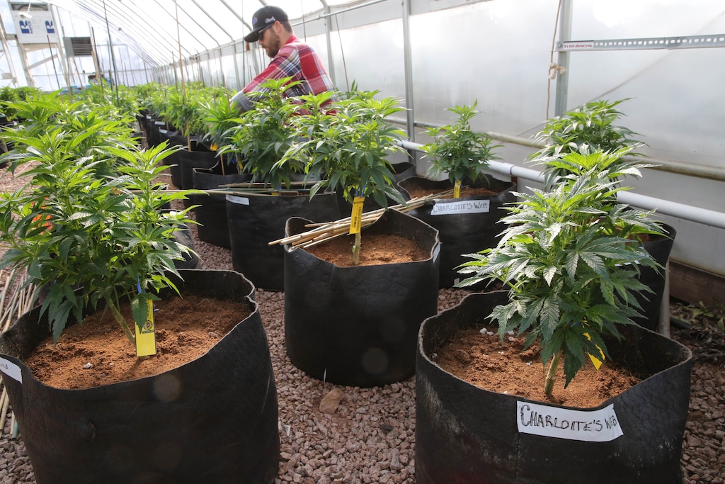 (Brennan Linsley | Associated Press file photo) In this Feb. 7, 2014, file photo, a worker cultivates a special strain of medical marijuana known as Charlotte's Web inside a greenhouse in a remote spot in the mountains west of Colorado Springs, Colo.