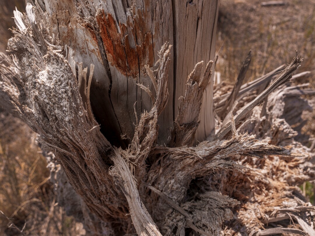 (Leah Hogsten | The Salt Lake Tribune) Wood pilings set in 1898 that bolstered the two former Saltair resorts are still a part of the landscape near the Great Salt Lake, Thursday, July 21, 2022. According to the Utah Division of State History website "driving the pilings into the lake bottom was the first challenge to building the resort. The first layer of the lake bottom consisted of loose sand, roughly twelve inches deep. In order to drive the pilings into next layer of dense sodium sulphate, engineers forced steam through pipes to temporarily dissolve the lake bottom where the posts would be placed. After a few hours, the sodium hardened around the posts, locking them into place." 